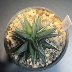 ハオルチア　蛍雪の松　硬葉　多肉植物　ビザールプランツ　観葉植物　の画像