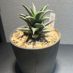 ハオルチア　蛍雪の松　硬葉　多肉植物　ビザールプランツ　観葉植物　の画像