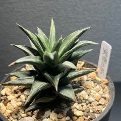ハオルチア　蛍雪の松　硬葉　多肉植物　ビザールプランツ　観葉植物　の画像