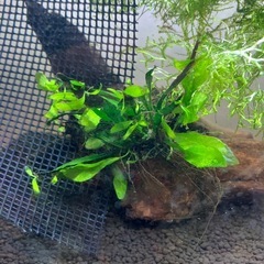 子株付きミクロソリウムの画像