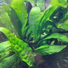 子株付きミクロソリウムの画像