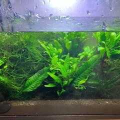 子株付きミクロソリウムの画像