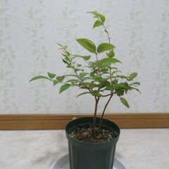 ジャボチカバ大葉種　実生苗の画像