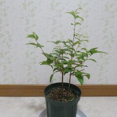 ジャボチカバ大葉種　実生苗の画像