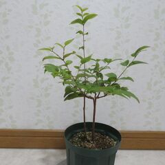 ジャボチカバ大葉種　実生苗の画像