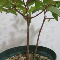 ジャボチカバ大葉種　実生苗の画像