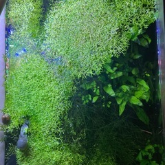 ウキゴケ　リシアの画像