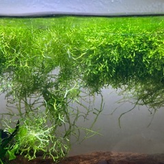 ウキゴケ　リシアの画像