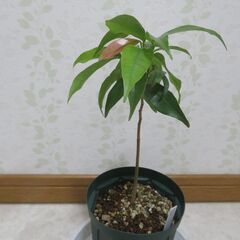 国産ライチ　実生苗の画像