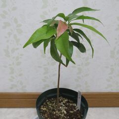 国産ライチ　実生苗の画像