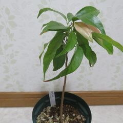 国産ライチ　実生苗の画像