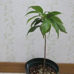 国産ライチ　実生苗の画像