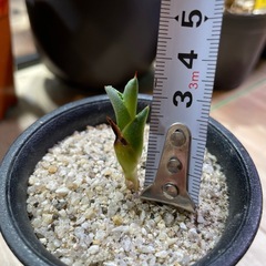 アガベ パリー ネオメキシカーナ 子株の画像