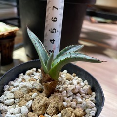 アガベ パリー ネオメキシカーナ 子株の画像