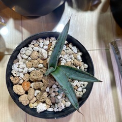 アガベ パリー ネオメキシカーナ 子株の画像