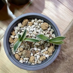 アガベ クリームスパイク 子株の画像