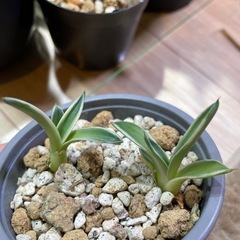 アガベ クリームスパイク 子株の画像