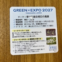 ジャーマンカモミール　種　花博　グリーンエキスポの画像