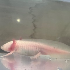 ウーパールーパーの画像