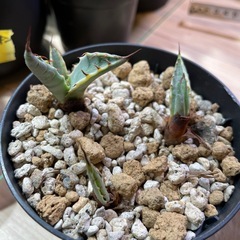 アガベ スカブラ錦 子株の画像