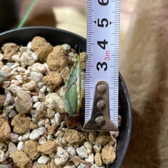 アガベ スカブラ錦 子株の画像