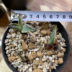 アガベ スカブラ錦 子株の画像