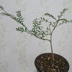 オペルクリカリア　パキプスの画像