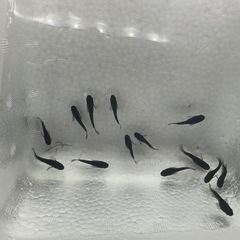 オロチダルマ〜ショート 14匹の画像