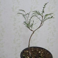 オペルクリカリア　パキプスの画像