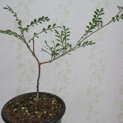 オペルクリカリア　パキプスの画像