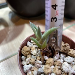 アガベ シャークスキン 子株の画像