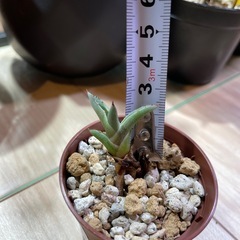 アガベ シャークスキン 子株の画像