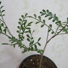 オペルクリカリア　パキプスの画像