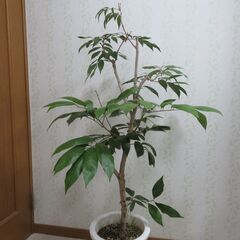 ライチ　ジャパカット種の画像