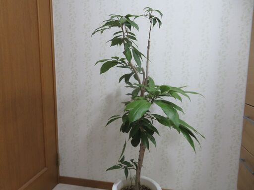 ライチ　ジャパカット種