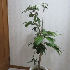 ライチ　ジャパカット種の画像