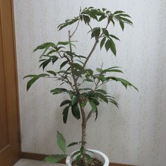 ライチ　ジャパカット種の画像