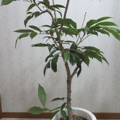 ライチ　ジャパカット種の画像