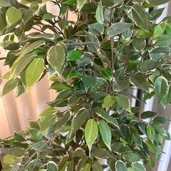 フェイクグリーン(観葉植物)の画像