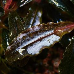 ブセファランドラ  クダガン2株  写真実物の画像