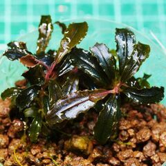 ブセファランドラ  クダガン2株  写真実物の画像