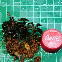 ブセファランドラ  クダガン2株  写真実物の画像