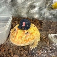 アルビノツノガエルの画像