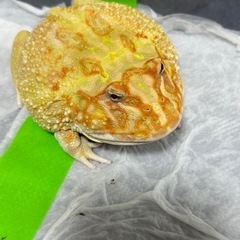 アルビノツノガエルの画像