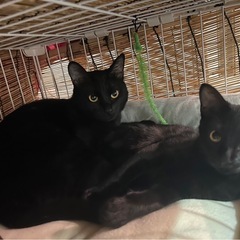 黒猫親子の里親募集中