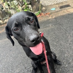 飼育不可能になってきたので大事にされる方