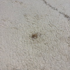 ウニコ　unico ラグ　ハイマヤ　HIMAYA
の画像