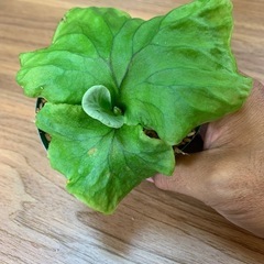 ビカクシダ リドレイ  の画像