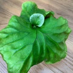 ビカクシダ リドレイ  の画像