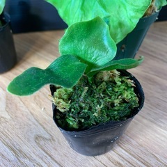 ビカクシダ リドレイ  の画像